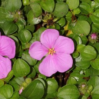 Heterotis rotundifolia (Sm.) Jacq.-Fél.